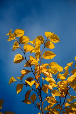 Styrax japonica - sturač japonský - list podzim2